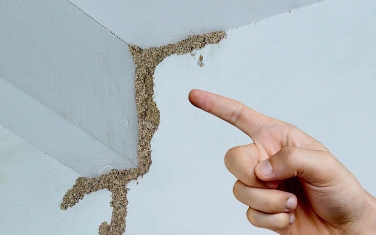 Termite damage on wall before treatment